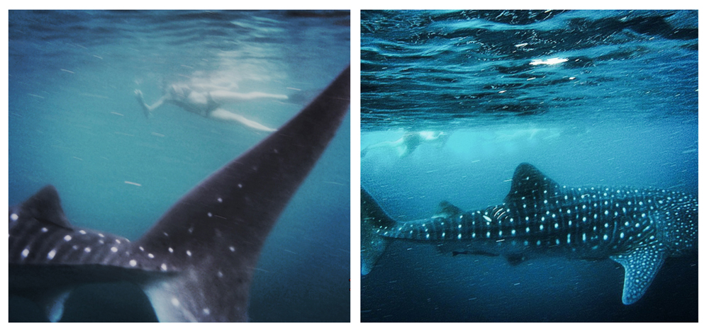 Lens Between Us | Australia, Ningaloo Shark Bay